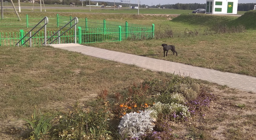 dogs at Belneft station 4