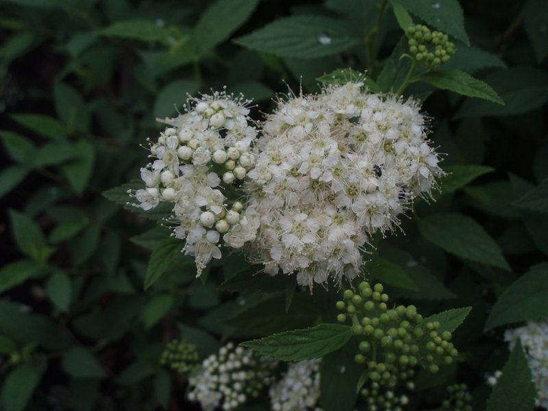 Спирея белая карликовая есть на круглой клумбе