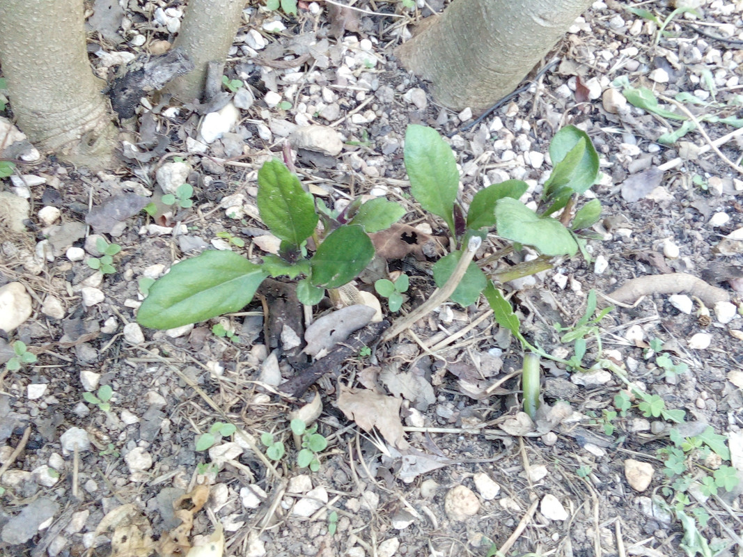 DSC_0280_resized_20190607_064331869