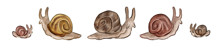 snail-divider.png