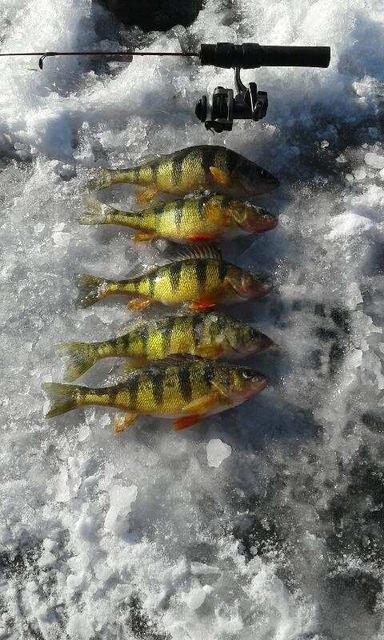 c perch