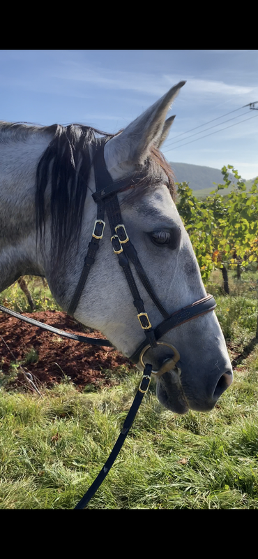 3F9DED0D-217B-421E-A5FF-1B9A387794AC