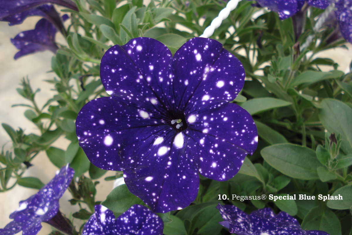 10. Pegasus® Special Blue Splash (2)