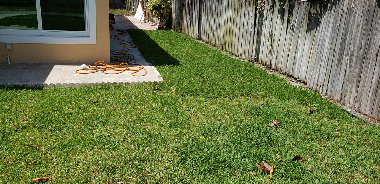 New St. Augustine Sod Lawn Care Forum