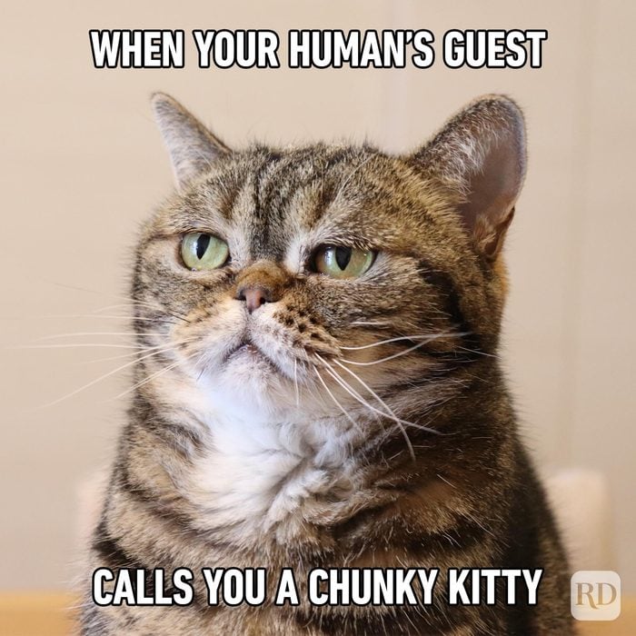 Hilarious-Cat-Memes-65.jpg