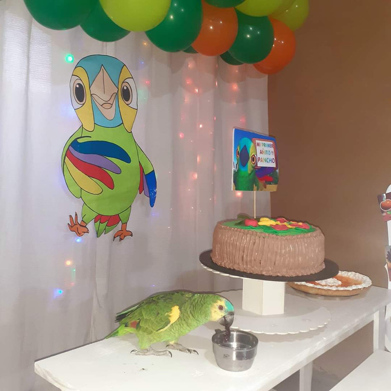 El loro Pancho se hace viral por celebrar su primer cumpleaños