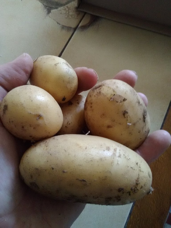 patates.jpg