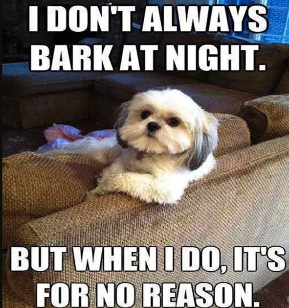 I_don_t_bark_until_night_for_no_reason.jpg