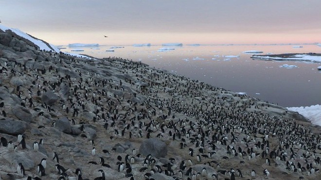 Lượng phân khổng lồ có thể thấy từ vũ trụ   làm lộ ra đàn chim cánh cụt 1,5 triệu con gần Nam Cực Photo-1-1545149164620644402191