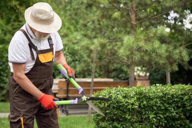 Bay Area Tree Trimming