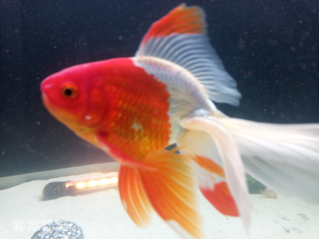 IMG_20210824_191000_385