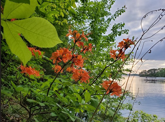 [Image: 20240428-Wild-Azalea.jpg]