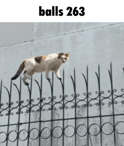IMG-0888.gif