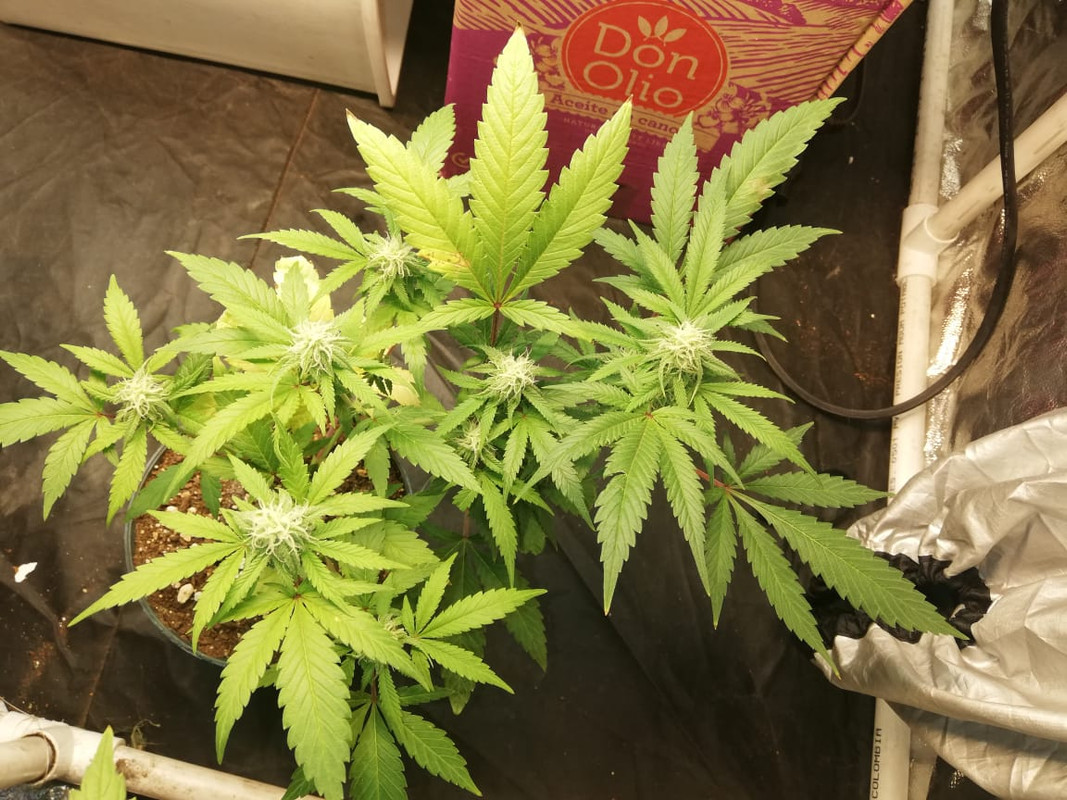 WhatsApp Image 2020-07-07 at 8.06.33 AM (2)