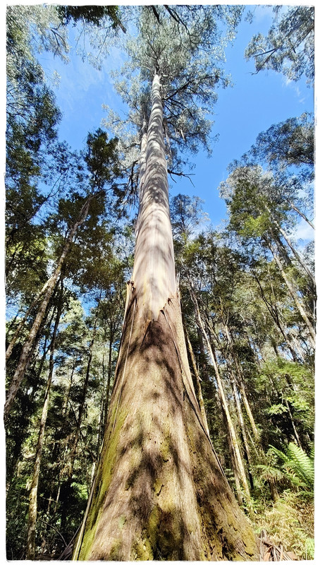 Mount Field National Park - Australia (II): Recorriendo Tasmania (8)