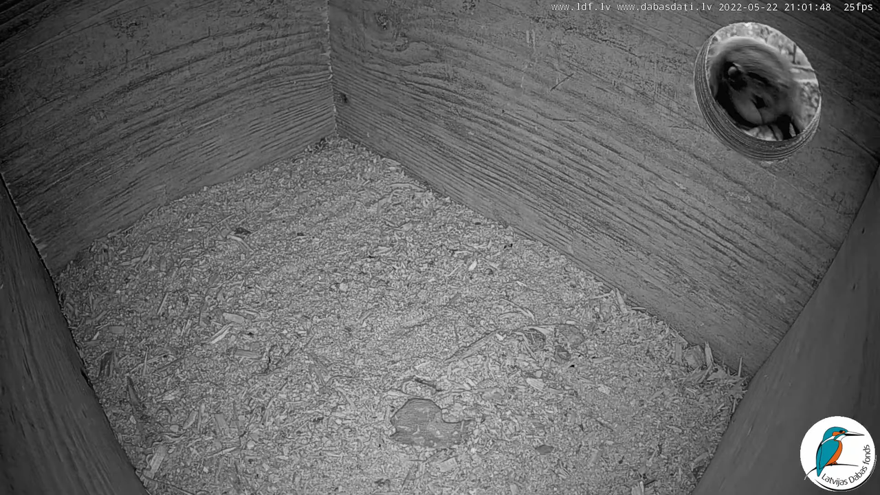 Svīre (Apus apus) Cēsu pils - LDF tiešraide _ Būris 12-34-18 screenshot