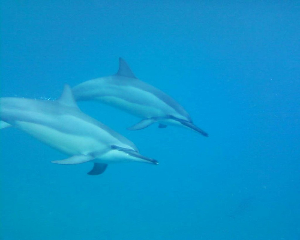 AVISTAMIENTO Y NADO CON DELFINES-CRYSTAL ROCK-BENITIERS ISLAND - Isla Mauricio: por y para el placer (5)
