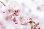 https://i.postimg.cc/k5G4GS9j/sakura-branche.jpg