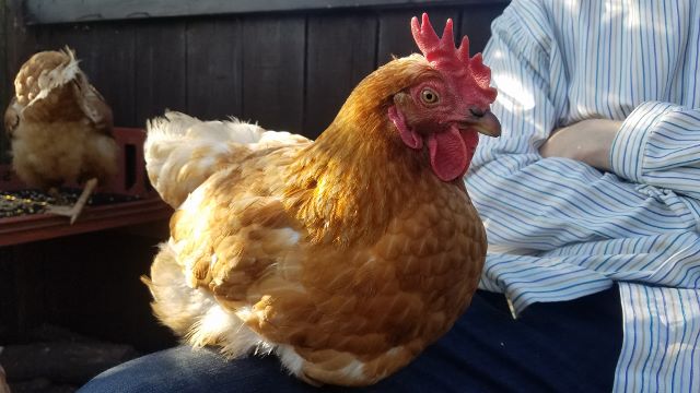 20190826_173819 (640x360)