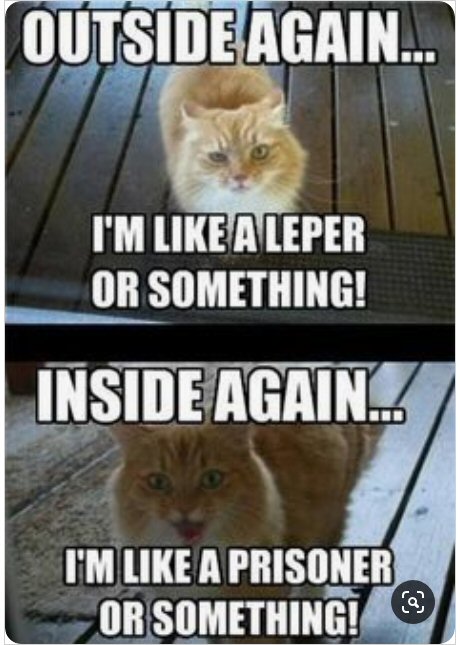 Cat Humor #8