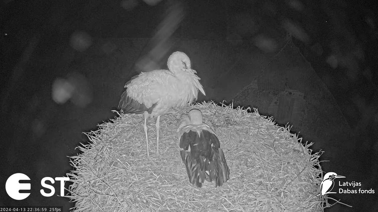 Baltie stārķi (Ciconia ciconia) Tukuma novadā - LDF tiešraide __ White storks in Tukums, Latvia 12-0