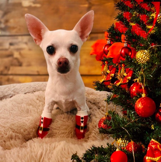 pixie-xmas-day-2024.jpg