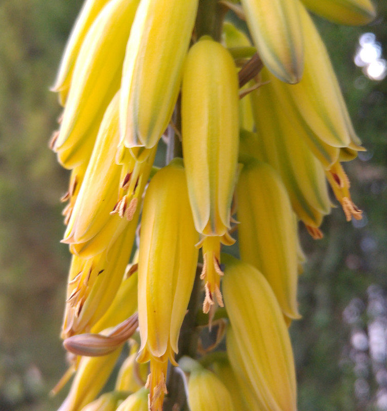 aloe flowers (2)