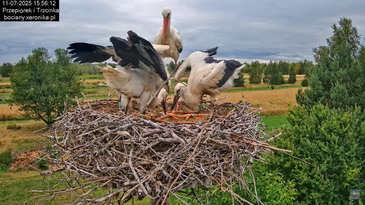 11072025bociany43