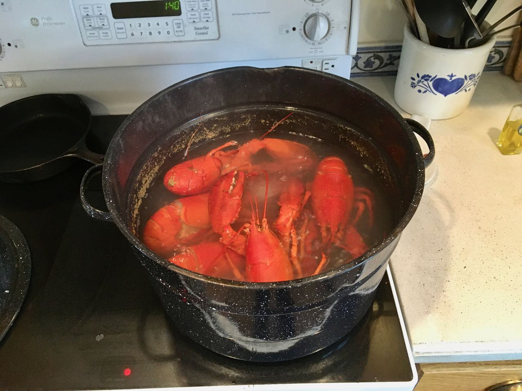 lobsters in the pot