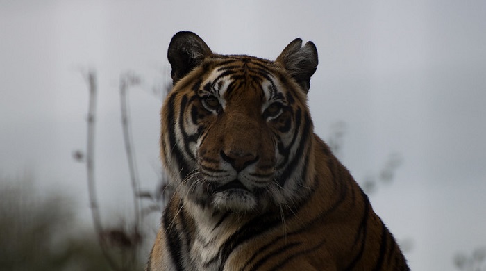 Ilustrasi harimau Siberia
