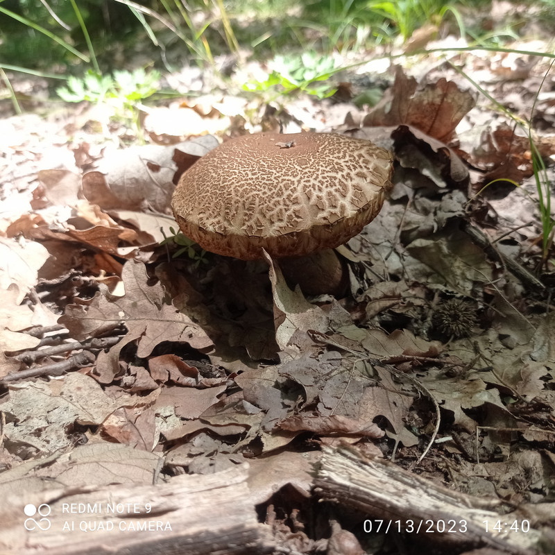 IMG_20230713_144001