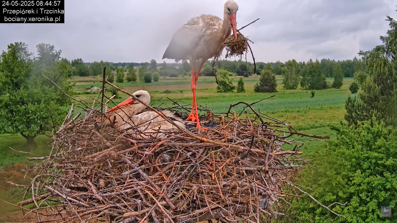 24052025bociany13