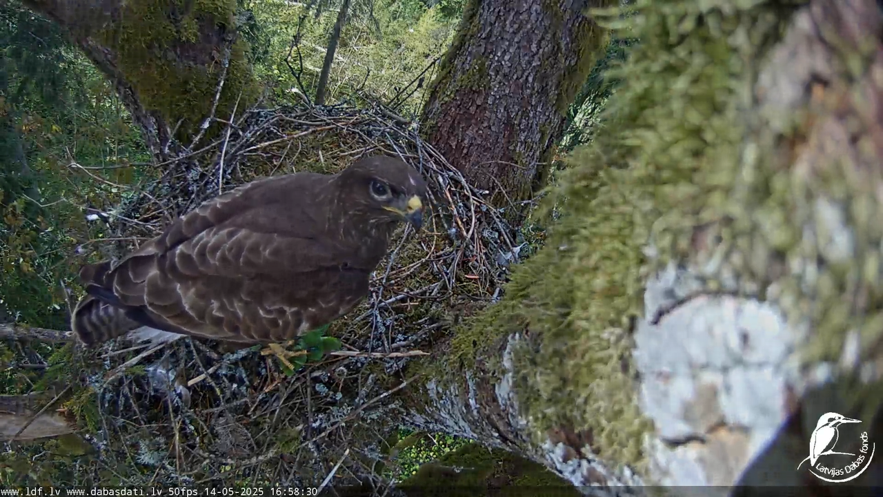 Melnās klijas (Milvus migrans) Kurzemē_ peļu klijāni (Buteo buteo) 13-16-20 screenshot