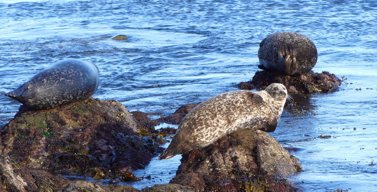 BLACKPOTS SEAL 2