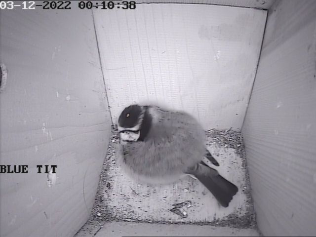 Bird Cameras_Camera1_DVR-116G-F1_20221203001037_160163419