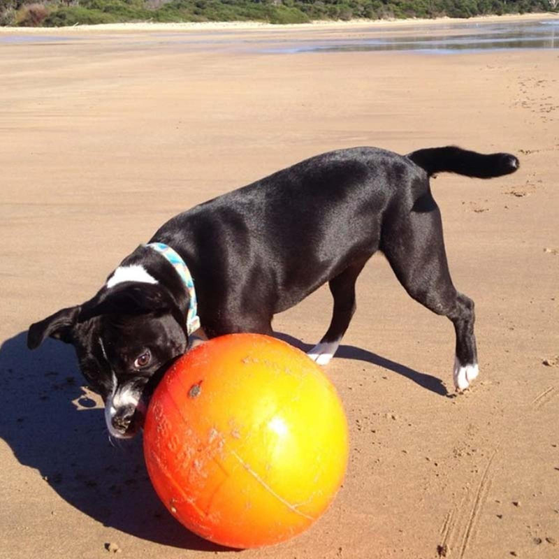 Dog Ball Toys Aussie Staffie Ball Heavy Duty Staffy Dog Non Toxic 1 yr