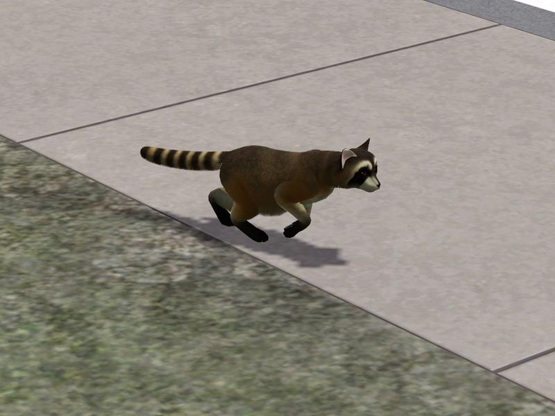 raccoon-4.jpg