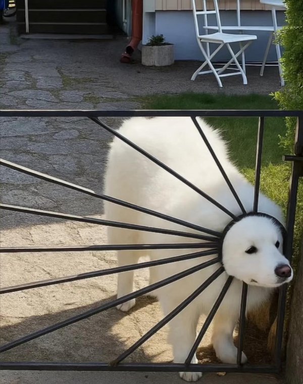 fluffy.jpg
