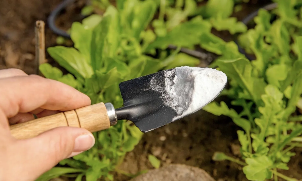 Cómo usar el bicarbonato contra las plagas y hongos de las plantas