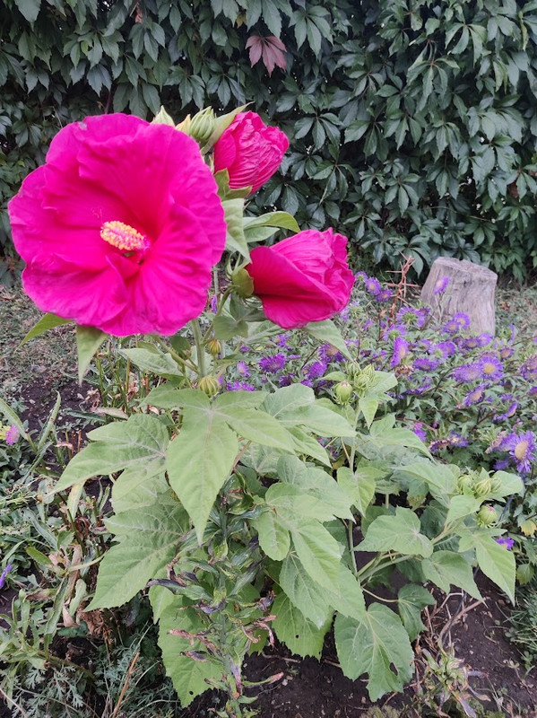 IMG 20260919 080557