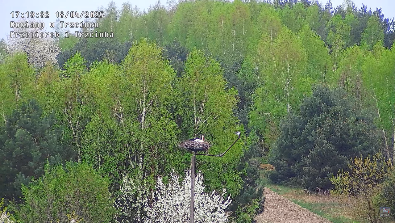 18042025bociany10