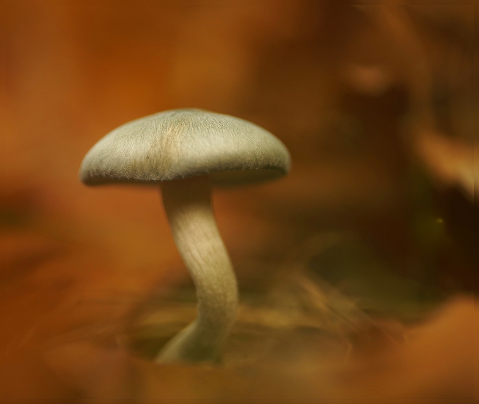 Lumii_20251018_185730425