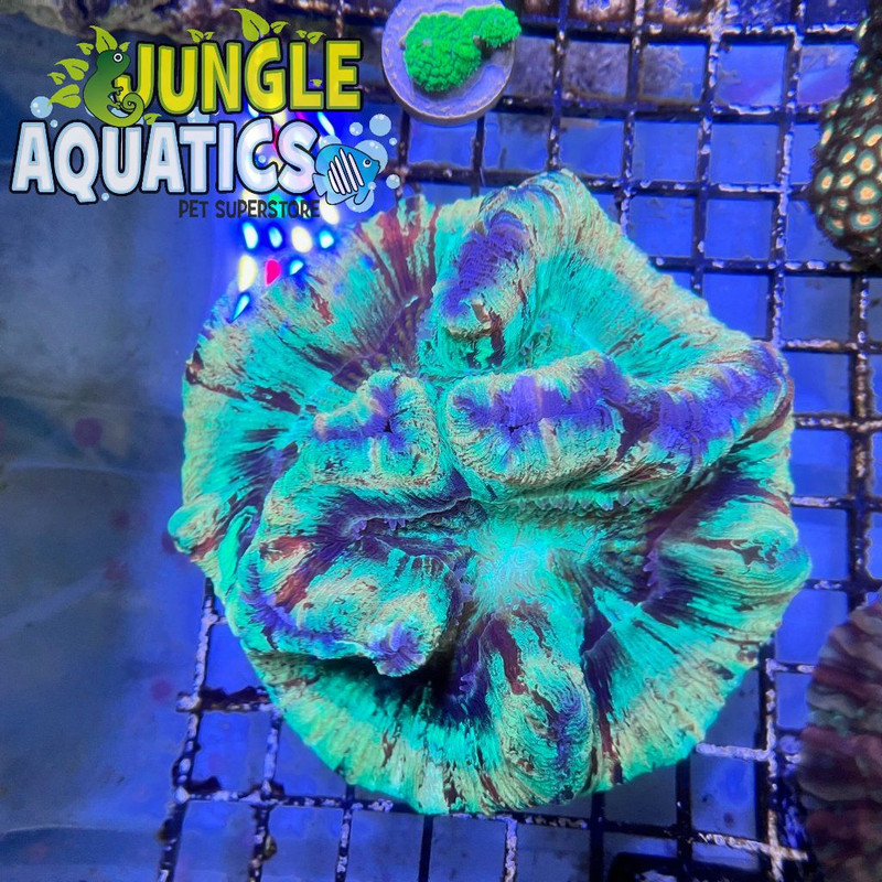 Coral Image