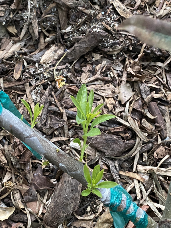 4A75CC73-1F8C-4717-AD8A-A6A062BDDB0B