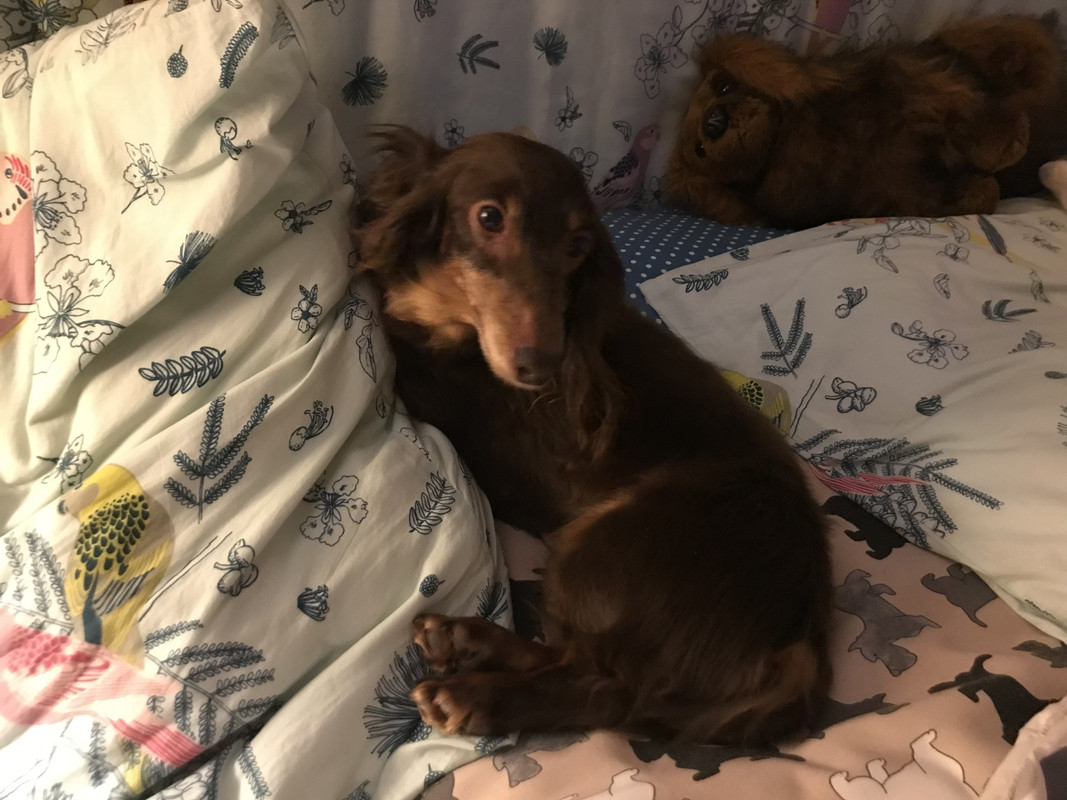 [Image: 6-B3-CD2-F2-FD23-40-B0-B7-DB-1-FD79740957-A.jpg]