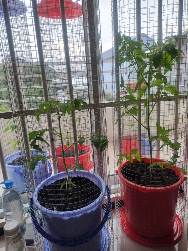 Tomatoes 261001