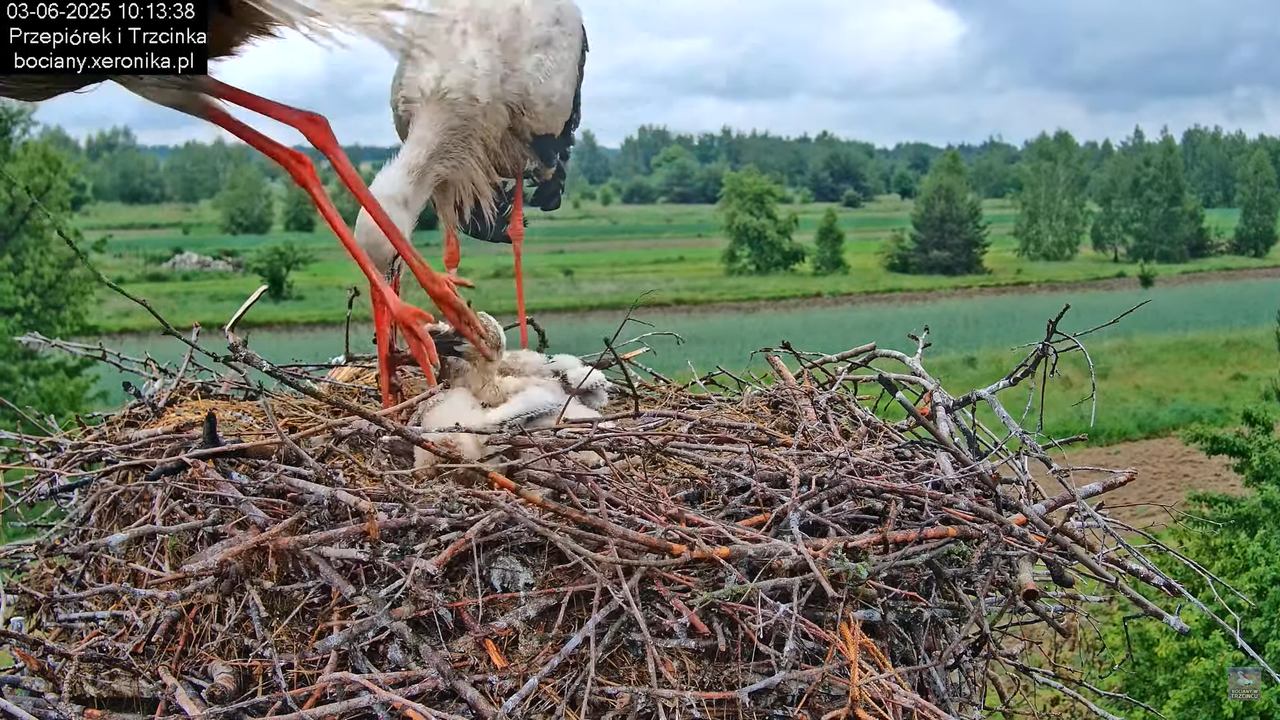 03062025bociany13