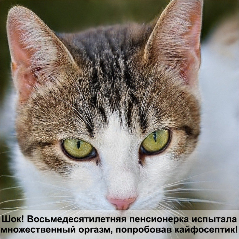 окраска сиамских кошек