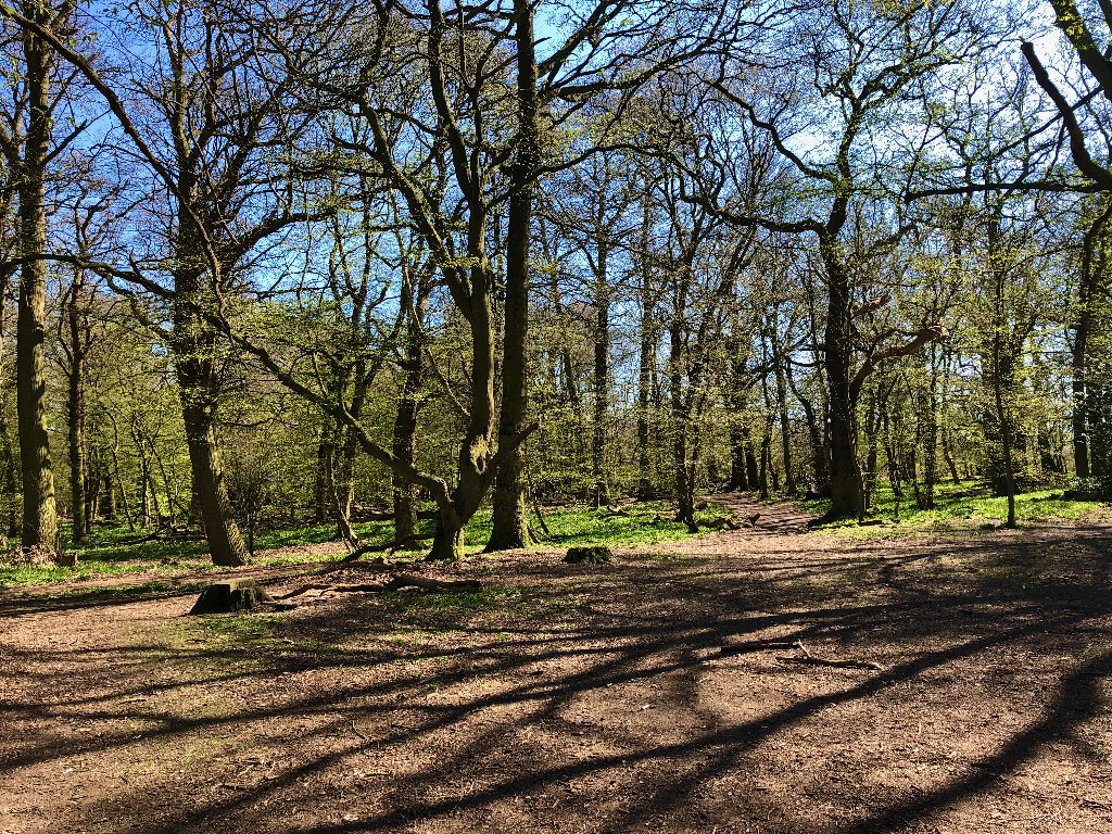 spring-woods-april-2hourwalk-2020.jpg