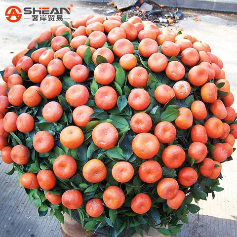 citrus 4